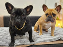 Luxury Cuban Chain Dog Collar – Gold Plated Metal
